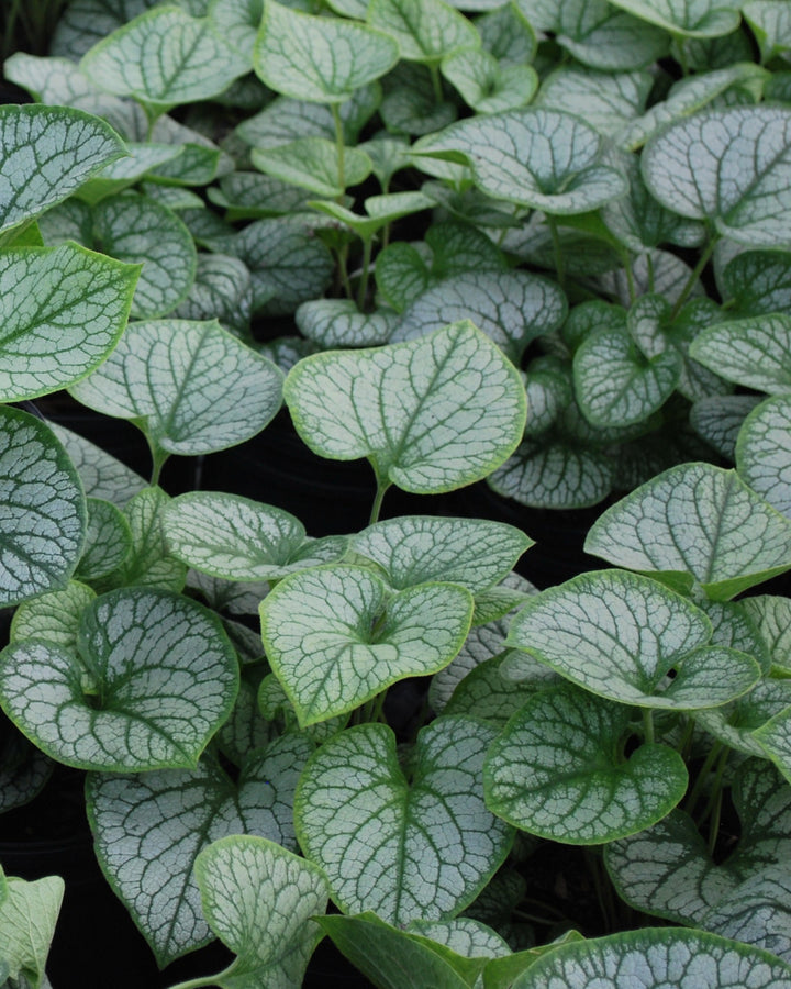 Brunnera macrophylla 'Jack Frost' (Variegated Dwarf Anchusa)