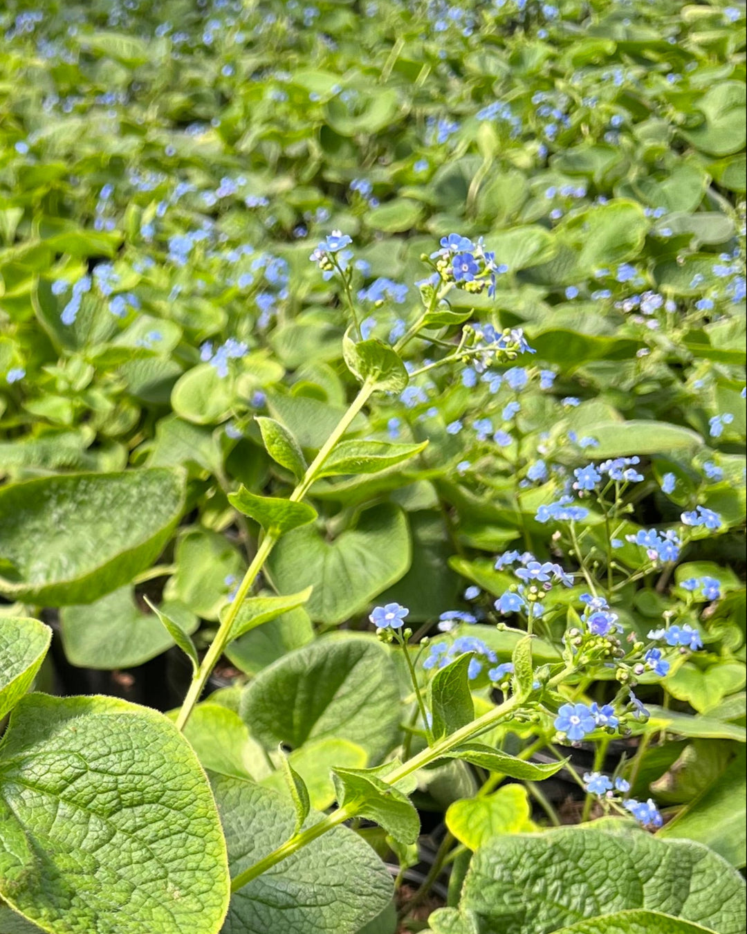 Brunnera macrophylla (False Forget-me-not/Siberian Bugloss)