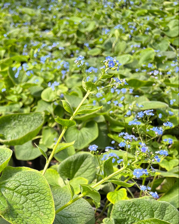 Brunnera macrophylla (False Forget-me-not/Siberian Bugloss)
