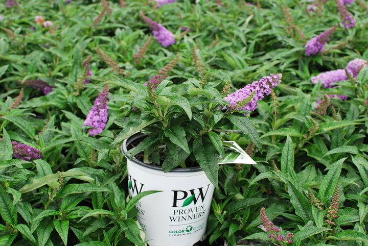 Buddleia Pugster® Amethyst (Butterfly Bush)