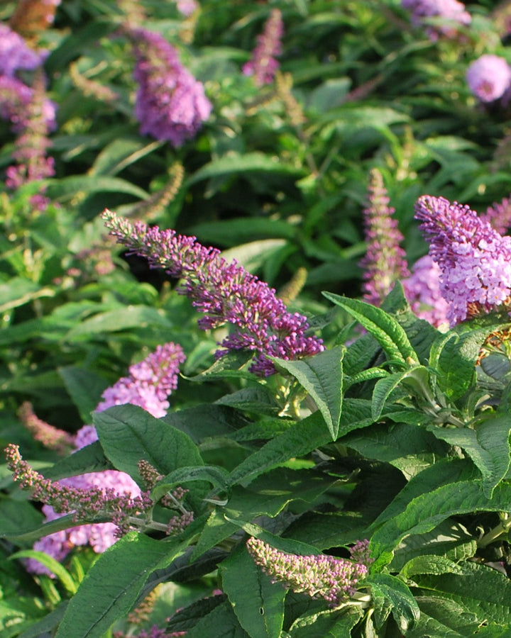 Buddleia Pugster® Amethyst (Butterfly Bush)