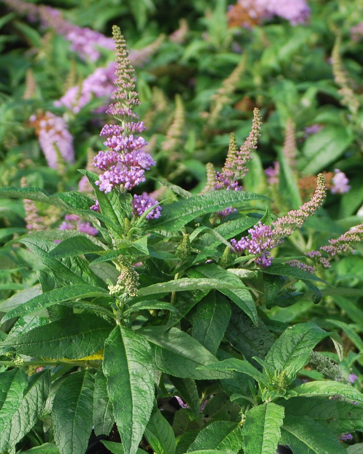 Buddleia Pugster® Amethyst (Butterfly Bush)