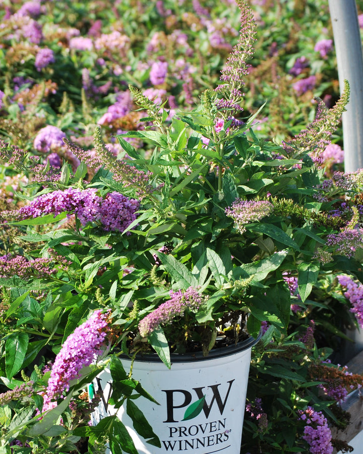 Buddleia Pugster® Amethyst (Butterfly Bush)