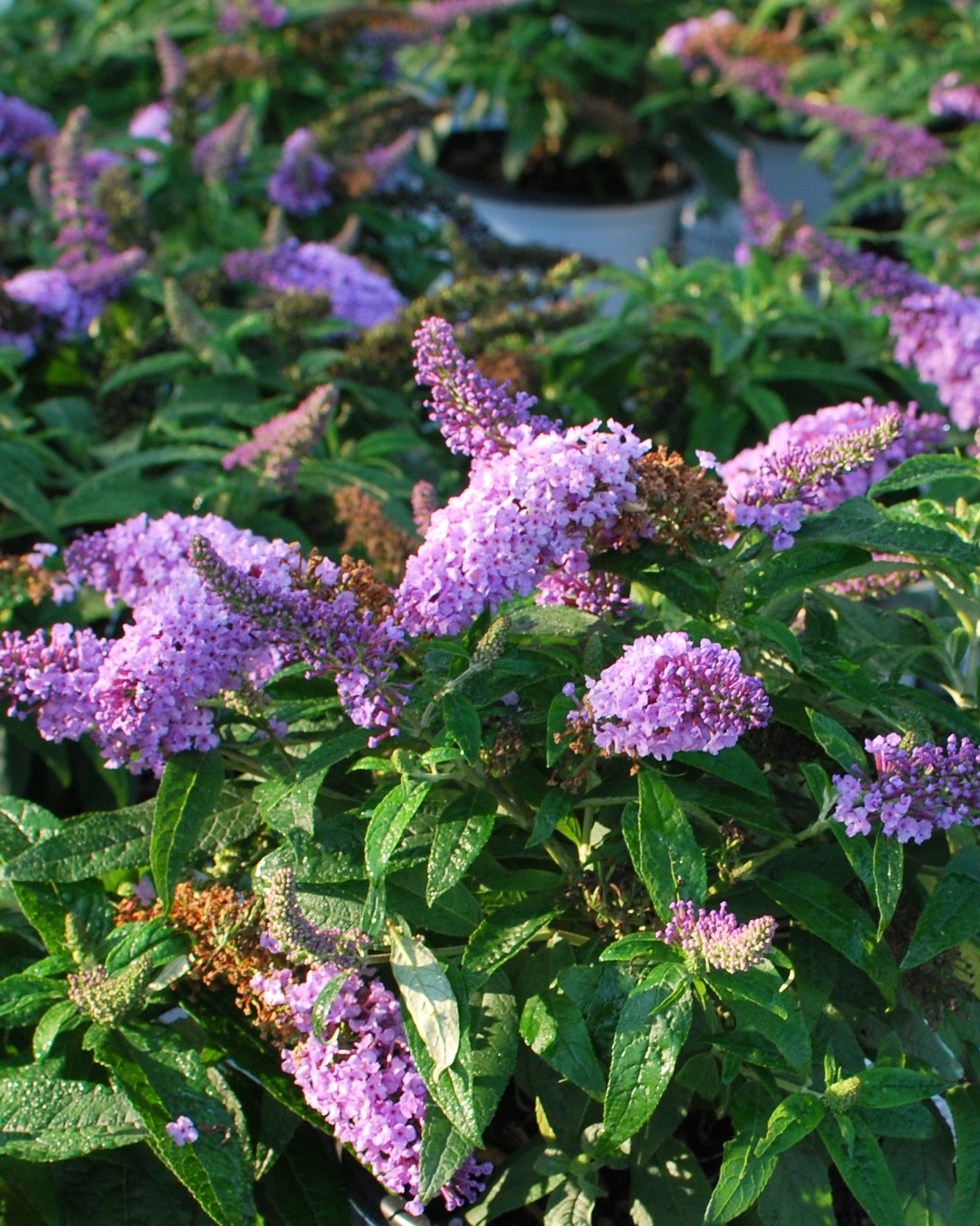 Buddleia Pugster® Amethyst (Butterfly Bush) – Perennial Farm