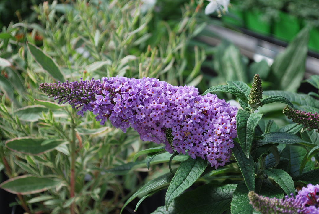 Buddleia Pugster® Amethyst (Butterfly Bush)