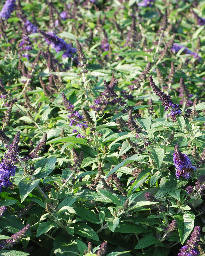 Buddleia Pugster Blue® (Butterfly Bush)