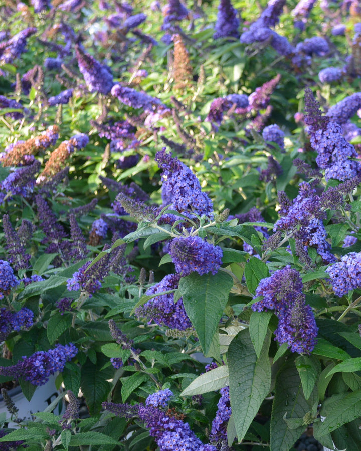 Buddleia Pugster Blue® (Butterfly Bush)