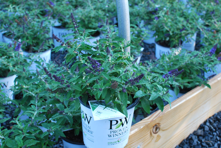 Buddleia Pugster Blue® (Butterfly Bush)