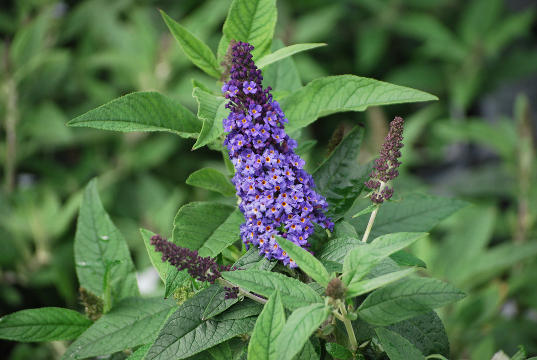 Buddleia Pugster Blue® (Butterfly Bush)
