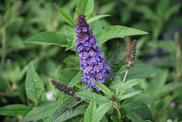 Buddleia Pugster Blue® (Butterfly Bush)