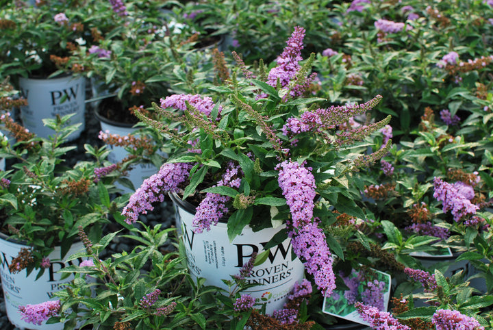 Buddleia Pugster Periwinkle® (Butterfly Bush)
