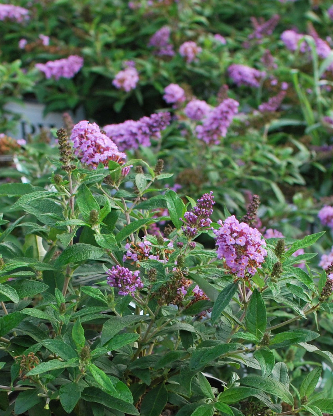 Buddleia Pugster Periwinkle® (Butterfly Bush)