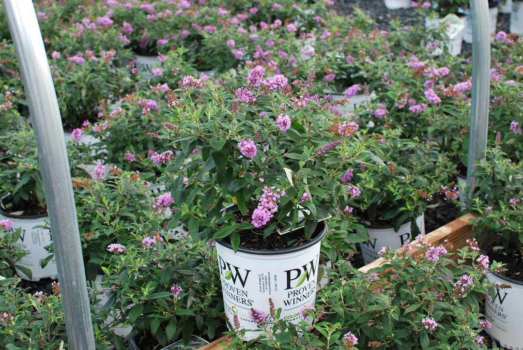Buddleia Pugster Periwinkle® (Butterfly Bush)