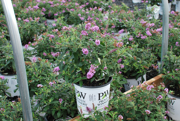 Buddleia Pugster Periwinkle® (Butterfly Bush)