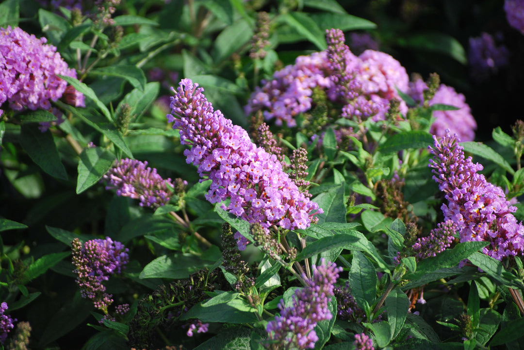 Buddleia Pugster Periwinkle® (Butterfly Bush)