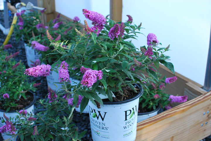 Buddleia Pugster Pinker® (Butterfly Bush)