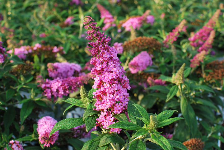 Buddleia Pugster Pinker® (Butterfly Bush)