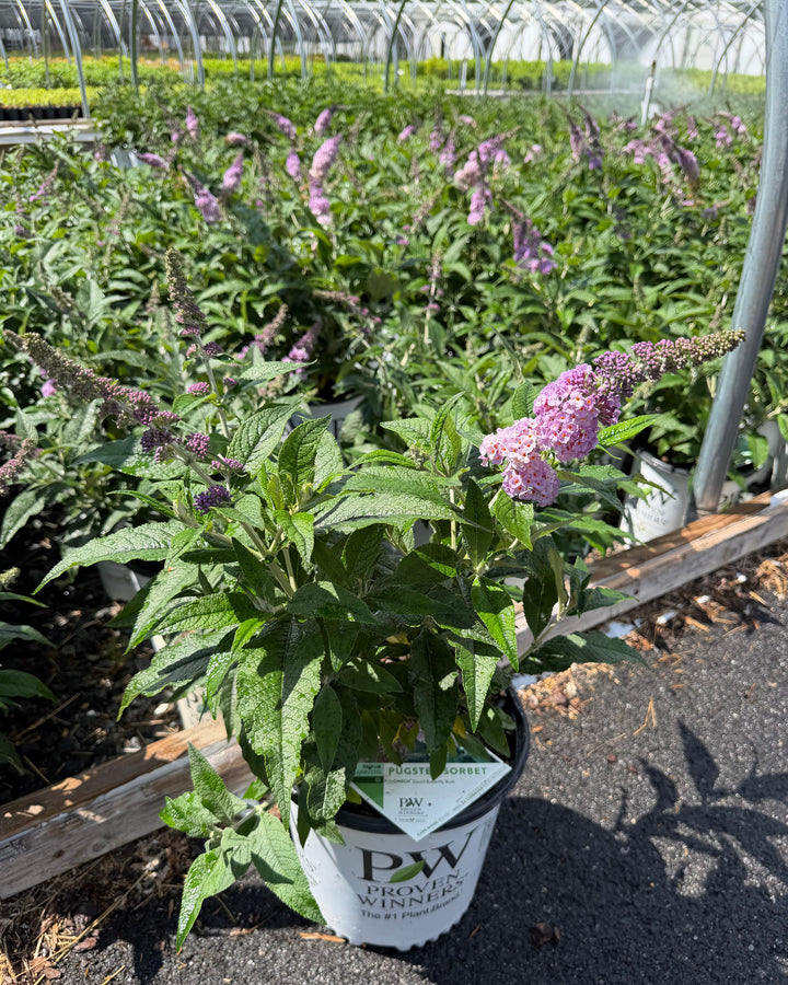 Buddleia Pugster Sorbet™ (Butterfly Bush)