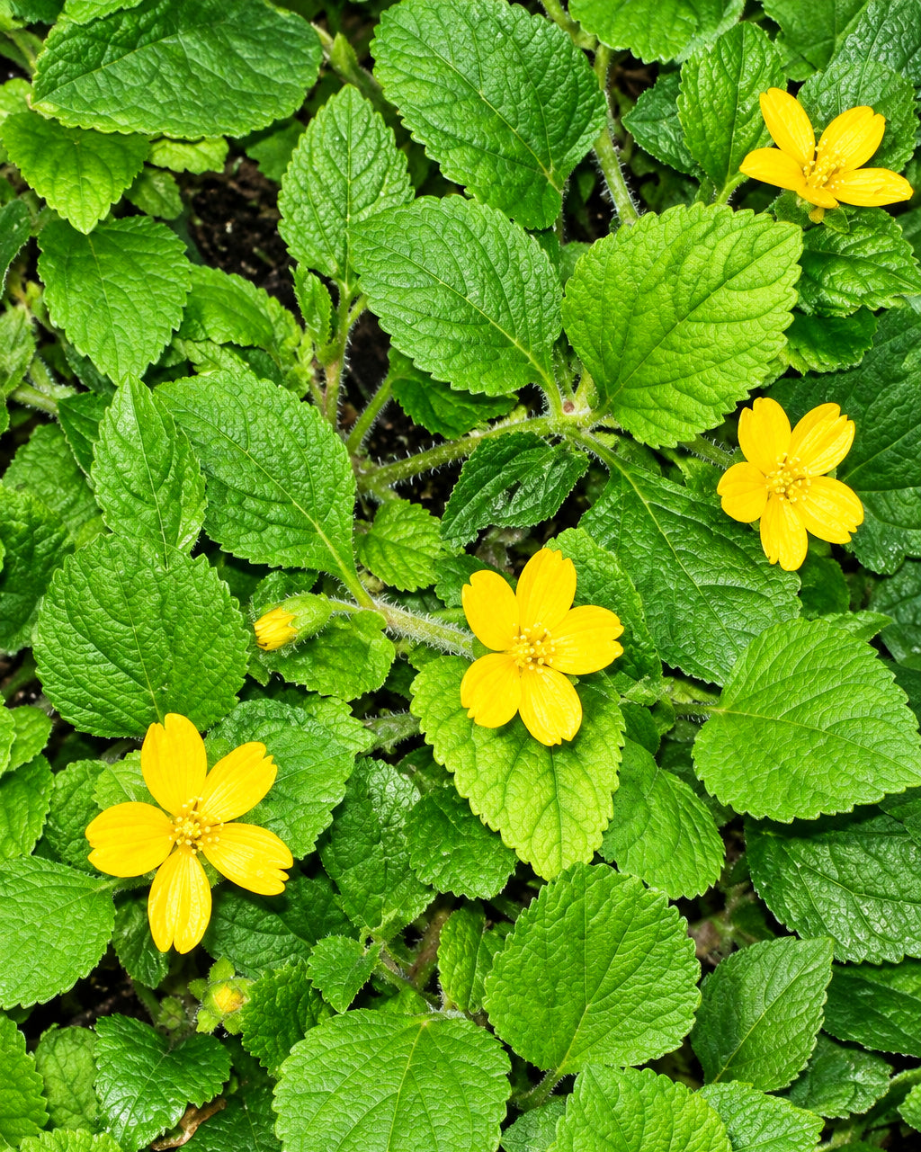 Chrysogonum virginianum ‘Allen Bush’ (Green and Gold)
