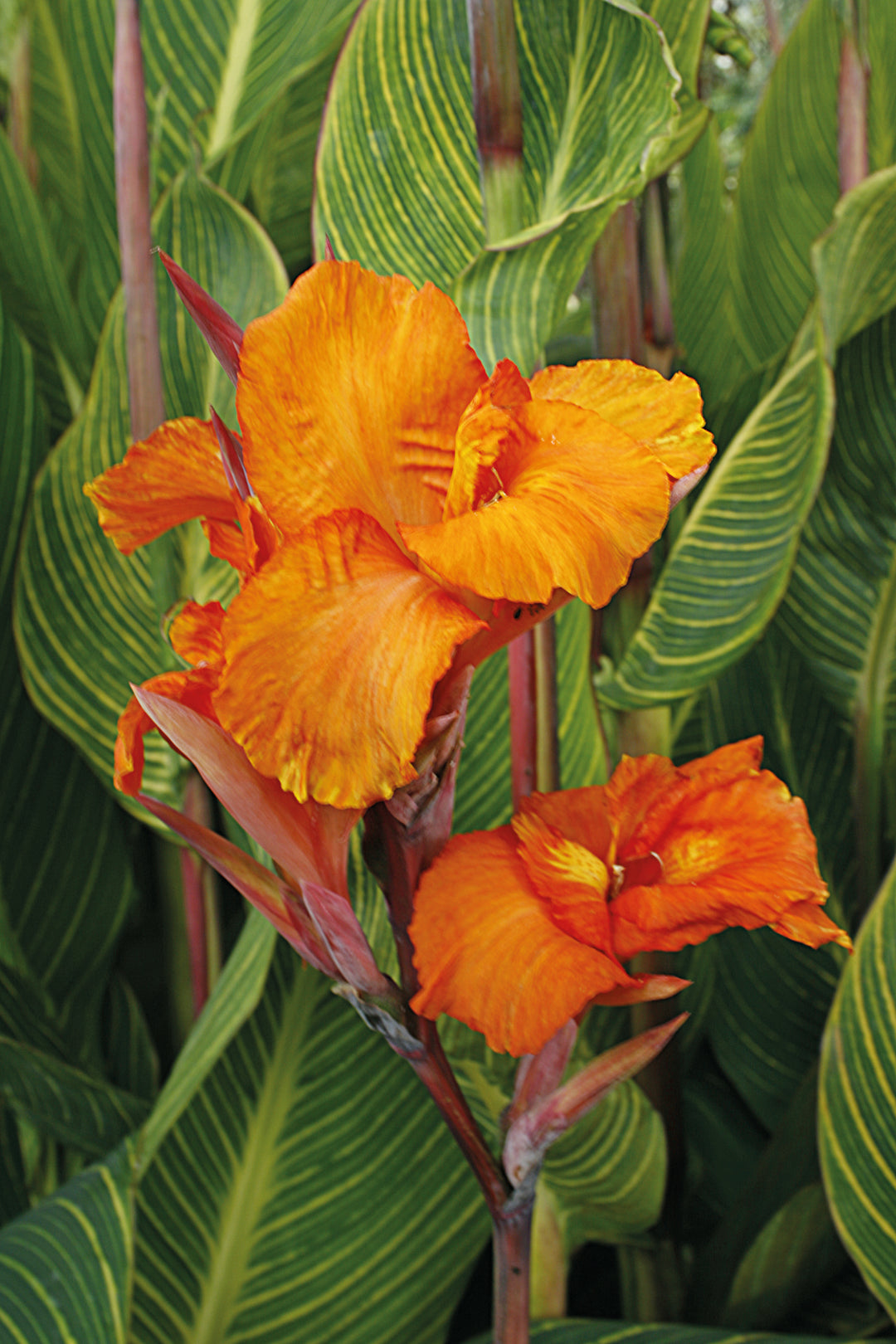 canna tiger lily Canna 'Pretoria' (Dwarf Canna Lily, Bengal Tiger Lily)