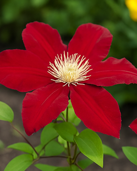 Clematis 'Rebecca' (Hybrid Clematis)