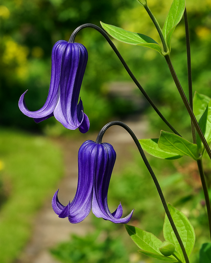 Clematis 'Rooguchi' (Hybrid Clematis)