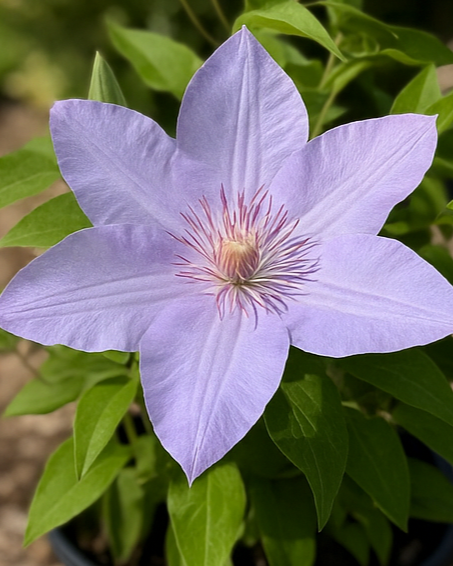 Clematis Boulevard® Tranquilité™ (Clematis Hybrid)