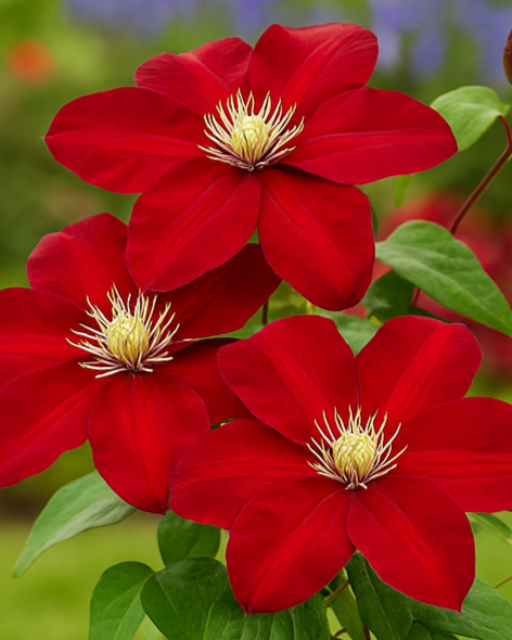 Clematis Charmaine (Regal® Series Clematis Hybrid)