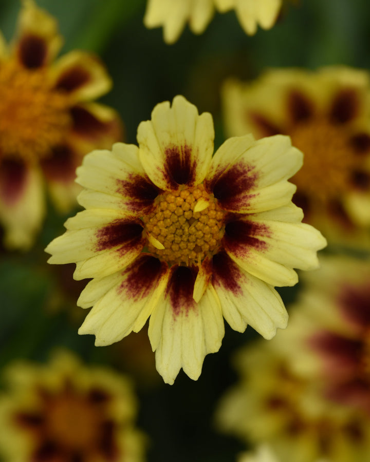 Coreopsis x ‘Sunfetti’ (Tickseed)