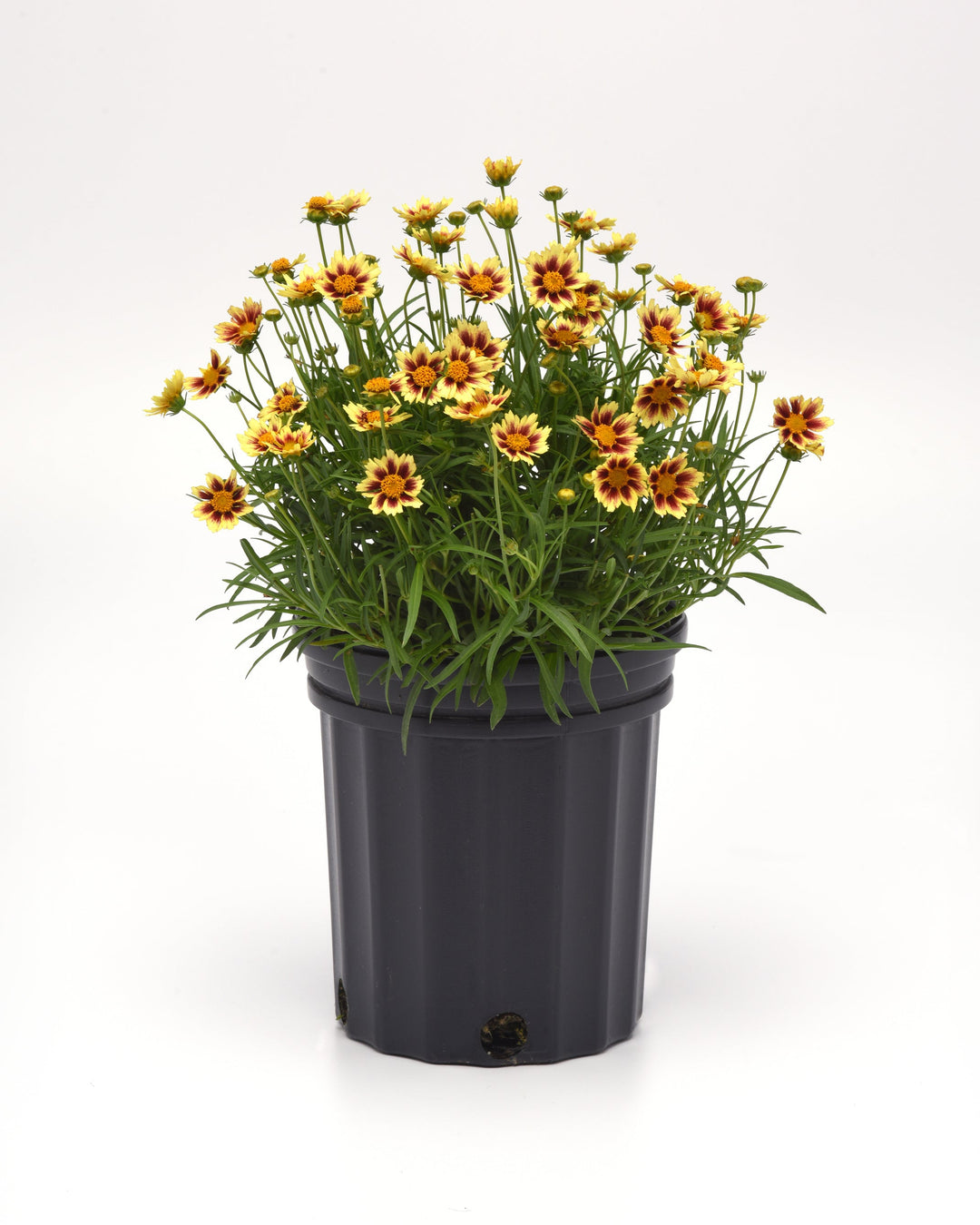 Coreopsis x ‘Sunfetti’ (Tickseed)