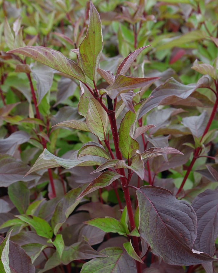 Cornus sericea 'Baileyi' (Red Twig Dogwood)