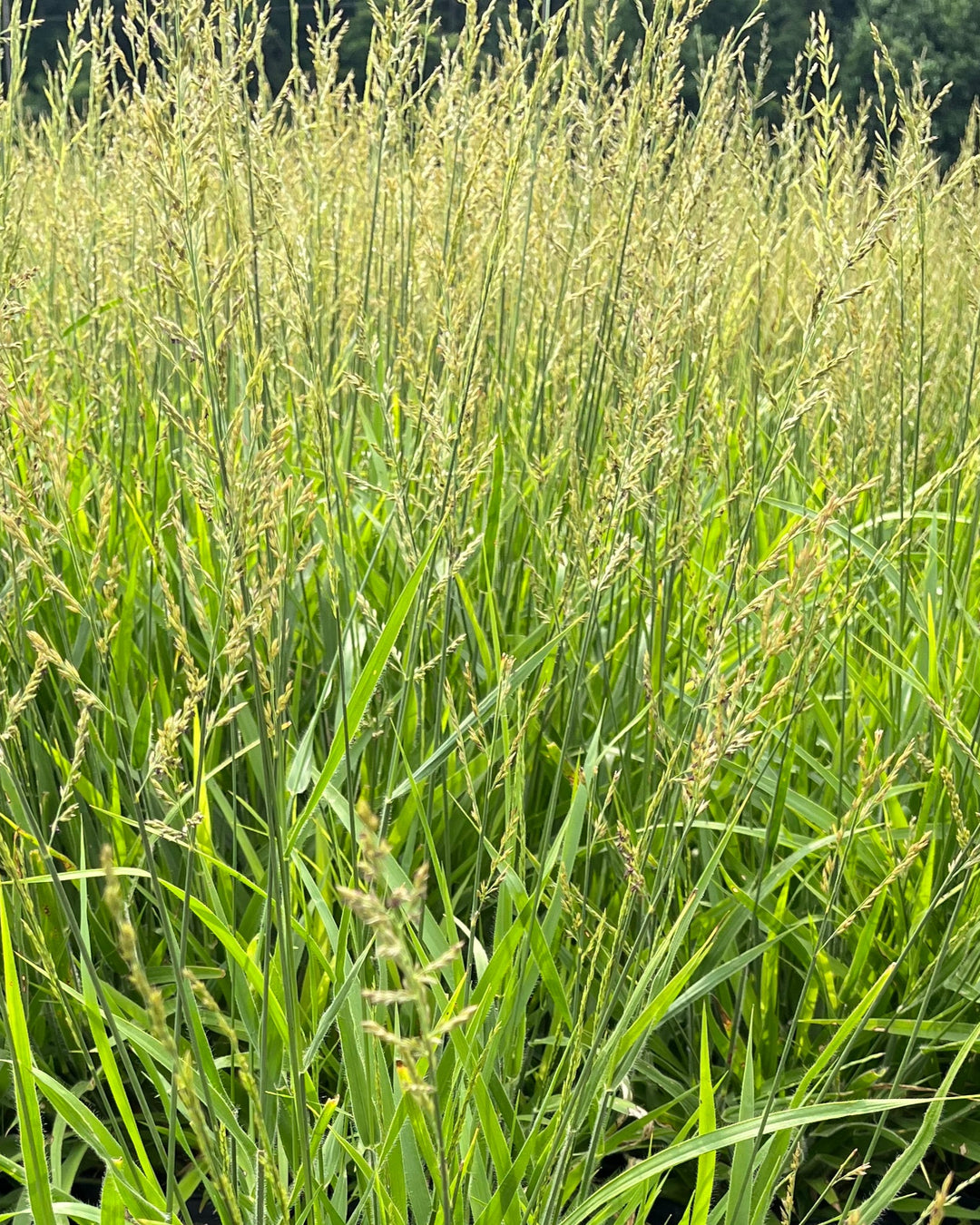 Calamagrostis x 'Cheju-Do' (Dwarf Feather Reed Grass)