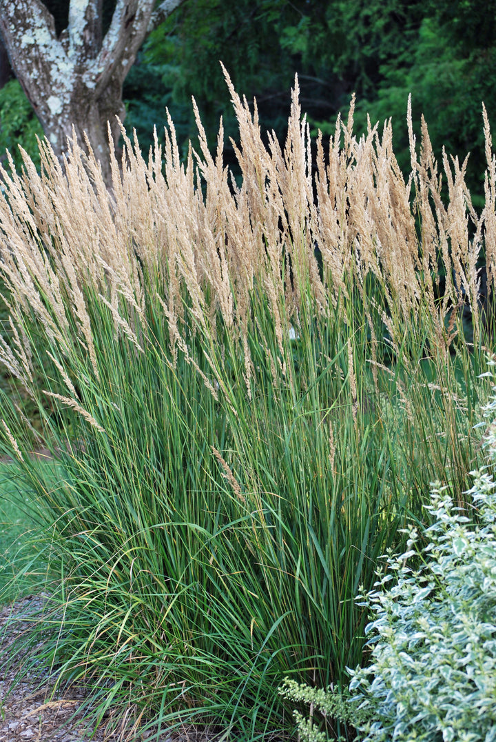 Calamagrostis x acutiflora 'Karl Foerster' (Feather Reed Grass)