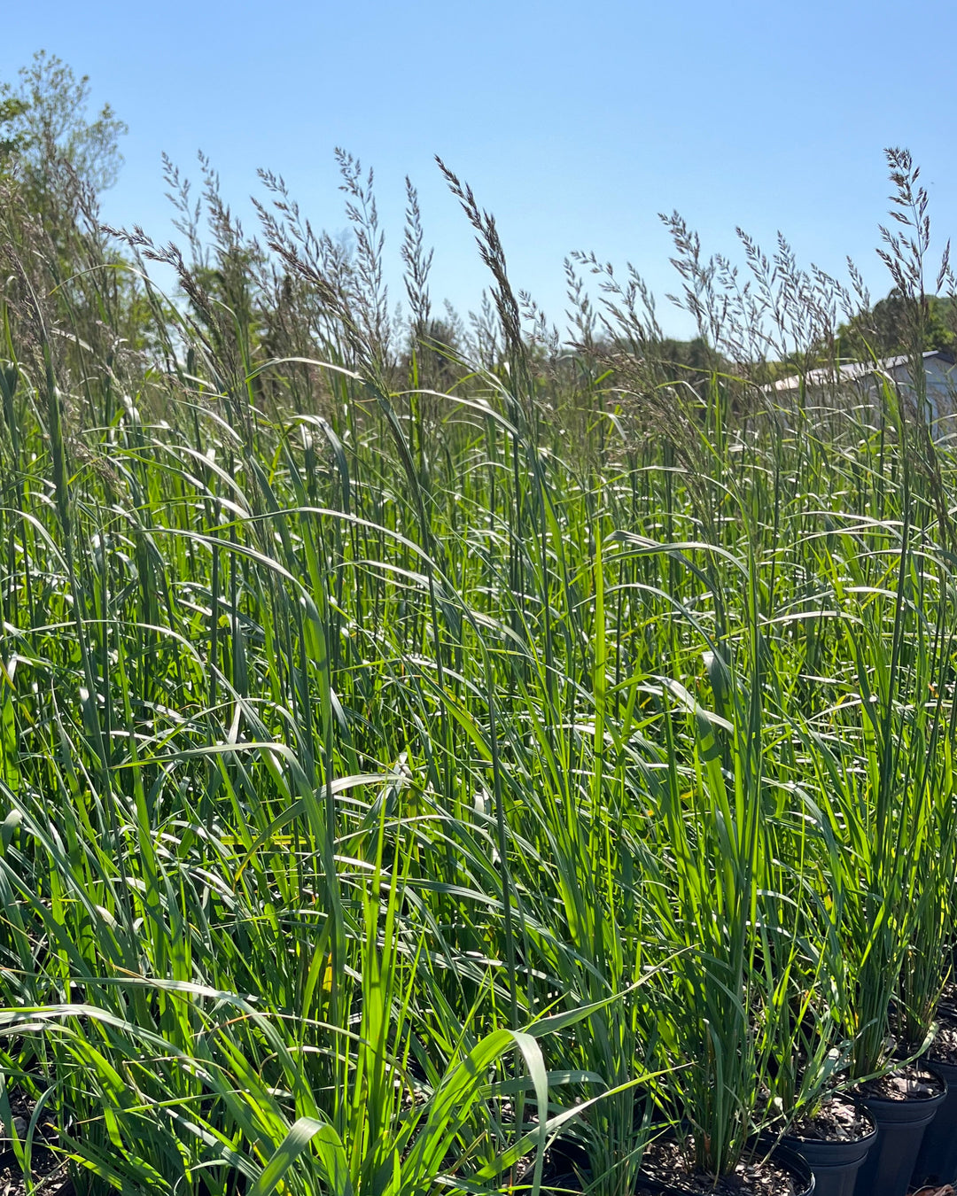 Calamagrostis x acutiflora 'Karl Foerster' (Feather Reed Grass)