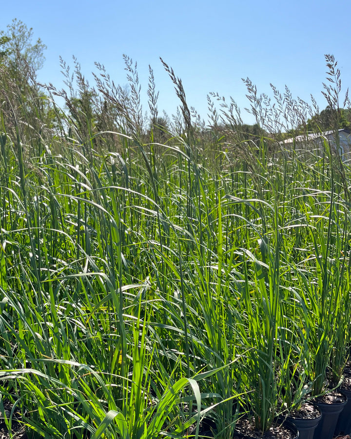 Calamagrostis x acutiflora 'Karl Foerster' (Feather Reed Grass)