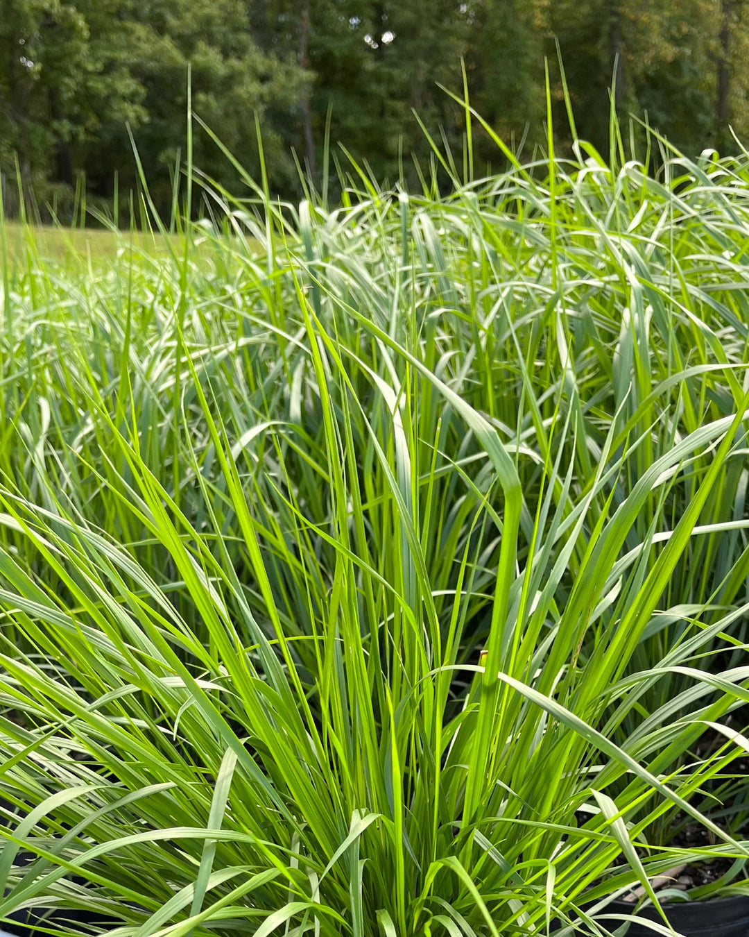Calamagrostis x acutiflora 'Karl Foerster' (Feather Reed Grass)