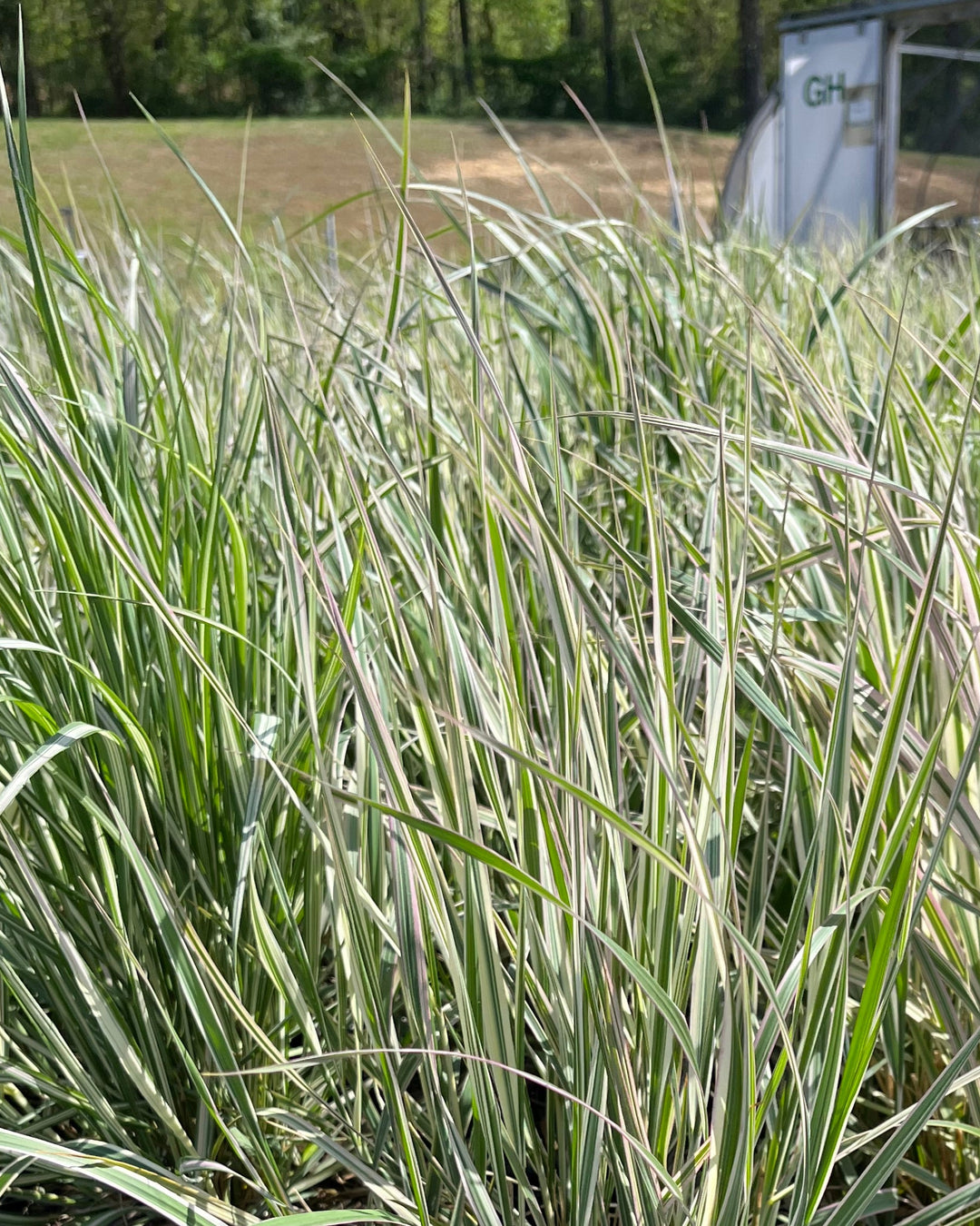 Calamagrostis x acutiflora 'Overdam' (Feather Reed Grass)