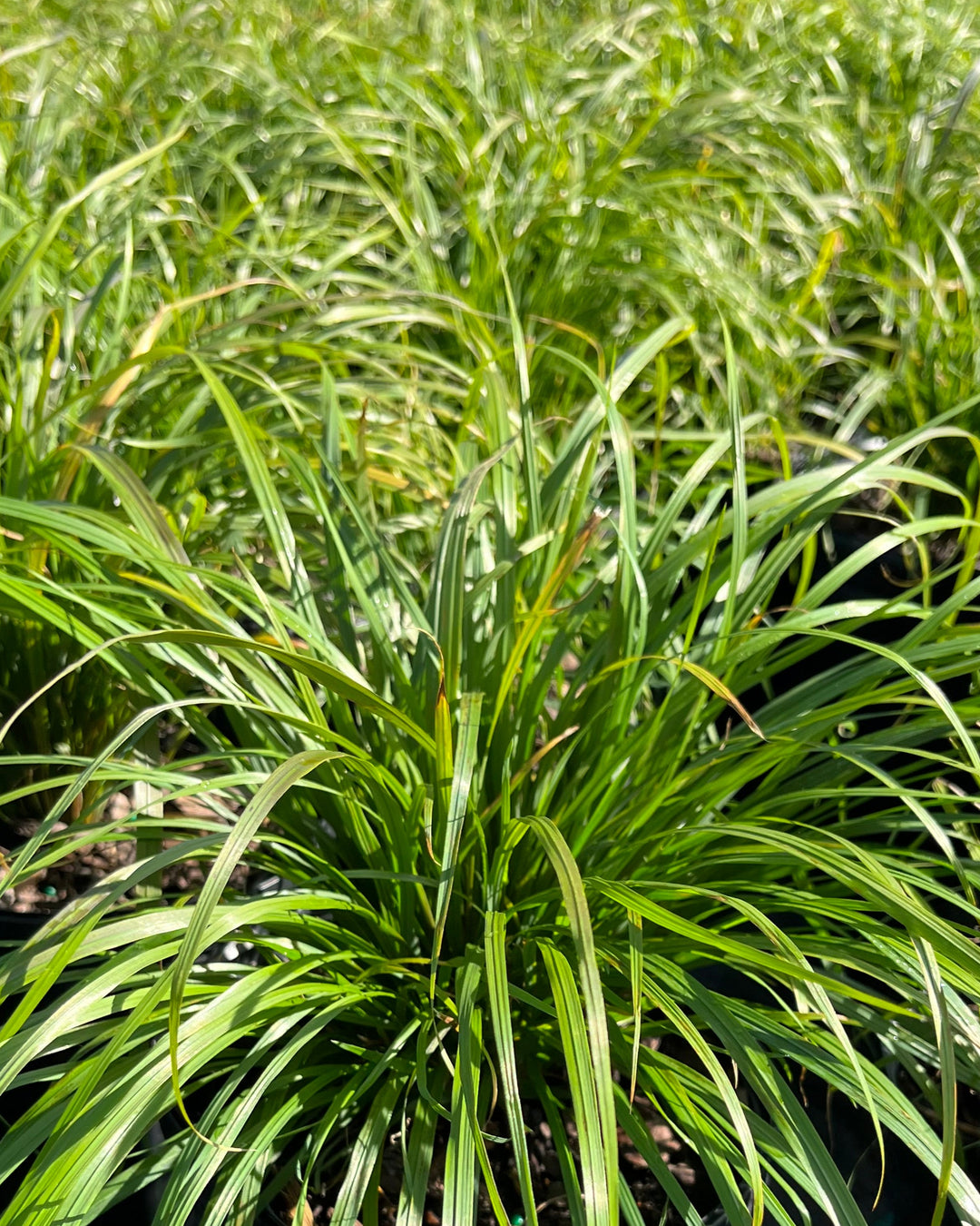 Calamagrostis brachytricha (Korean Feather Reed Grass)