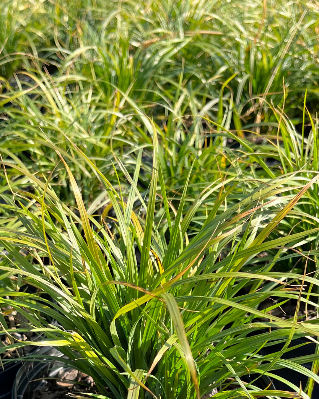Calamagrostis brachytricha (Korean Feather Reed Grass)