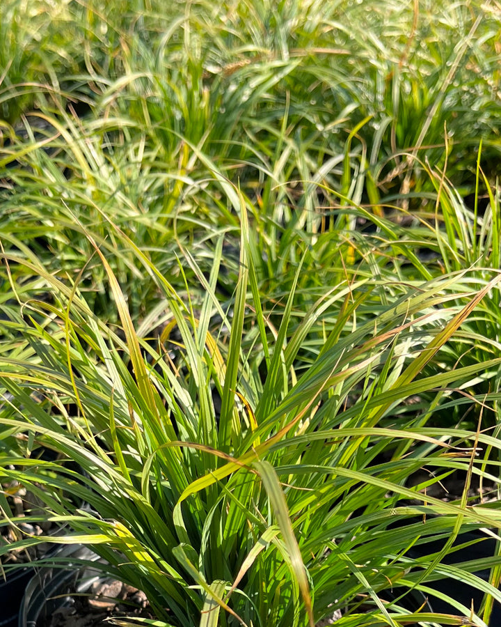 Calamagrostis brachytricha (Korean Feather Reed Grass)