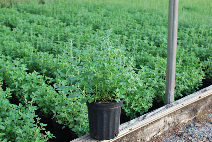 Calamintha nepeta 'Blue Cloud' (Calamint)