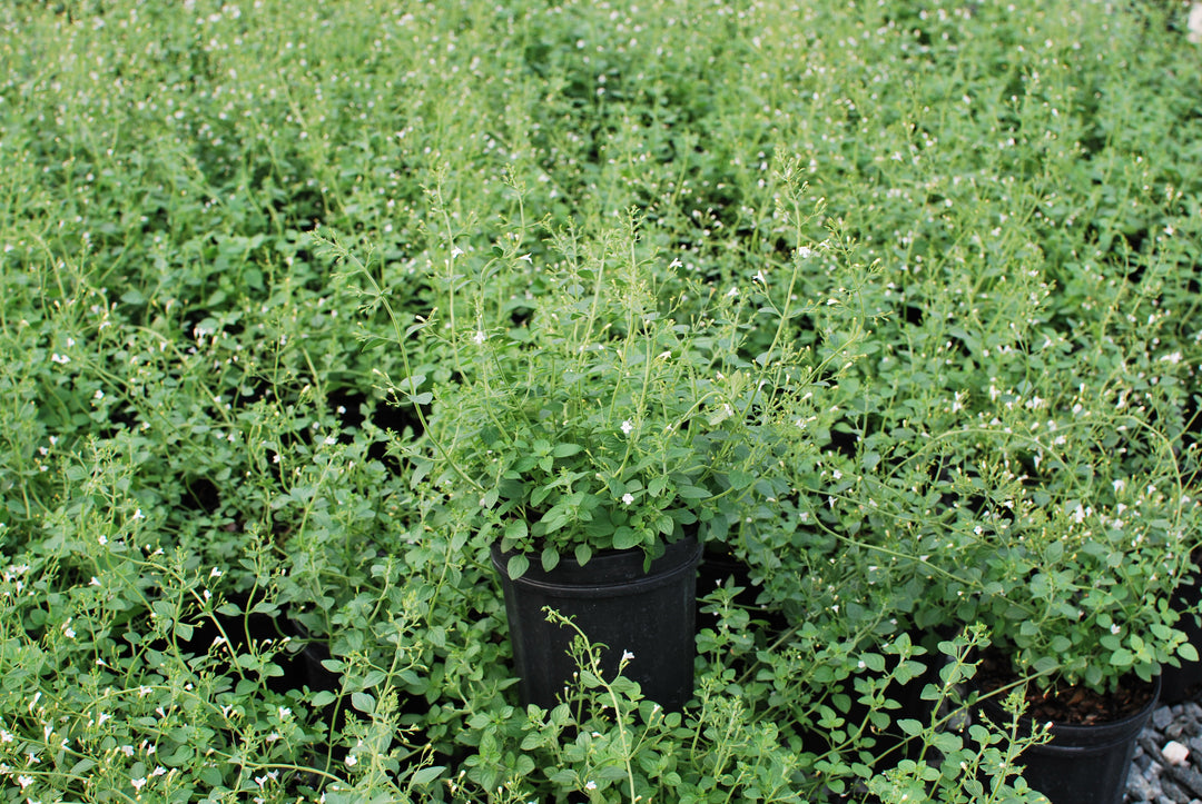 Calamintha nepeta 'White Cloud' (Calamint)