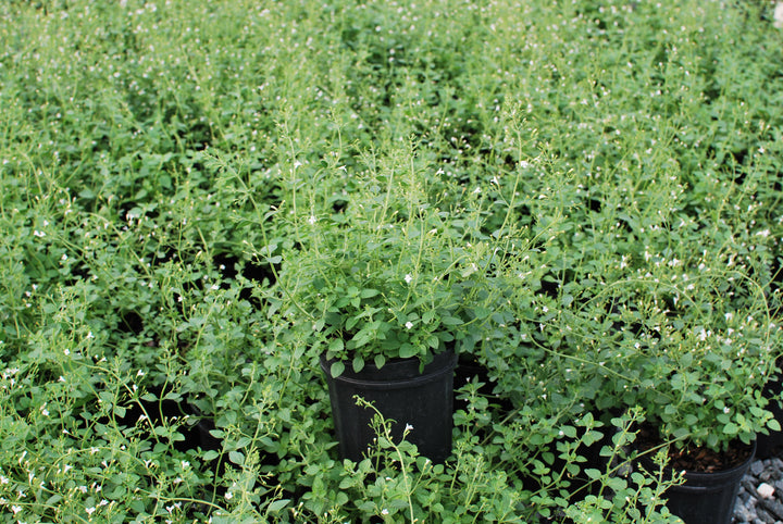 Calamintha nepeta 'White Cloud' (Calamint)