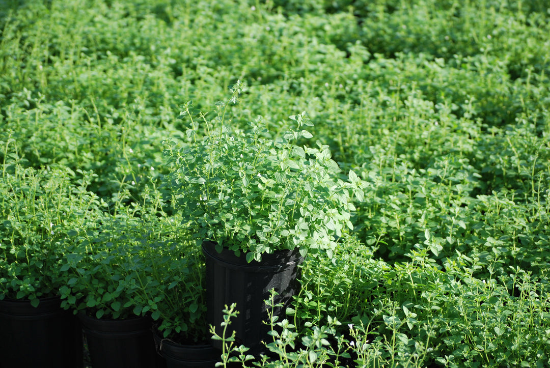 Calamintha nepeta 'White Cloud' (Calamint)