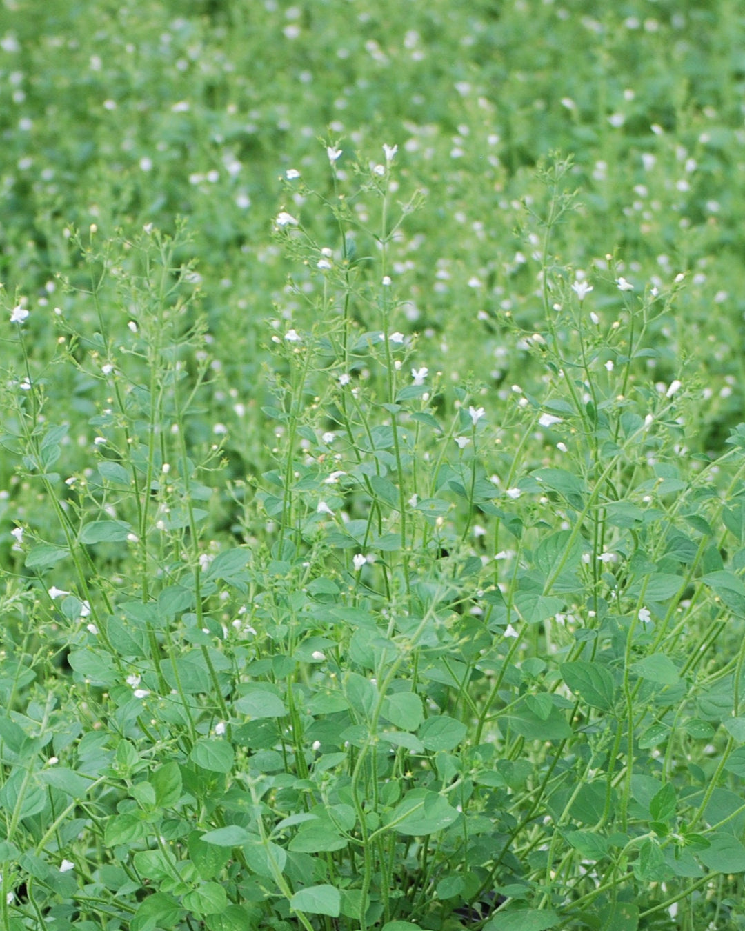 Calamintha nepeta 'White Cloud' (Calamint)