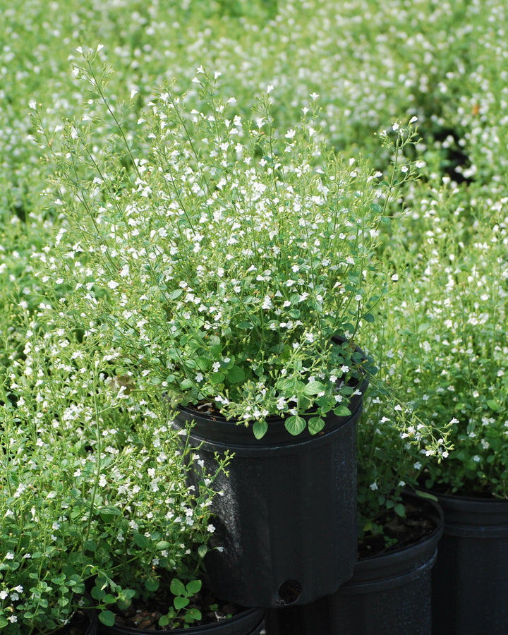 Calamintha nepeta 'White Cloud' (Calamint)