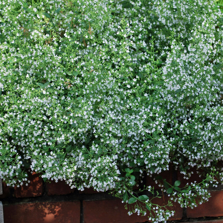 Calamintha nepeta 'White Cloud' (Calamint)