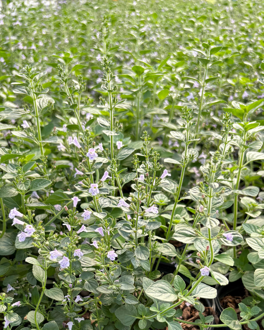Calamintha nepeta 'Blue Cloud' (Calamint)