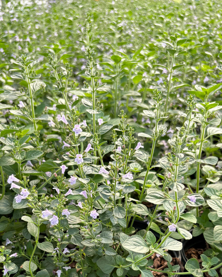Calamintha nepeta 'Blue Cloud' (Calamint)