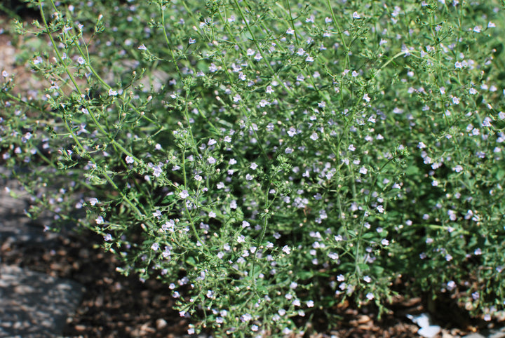 Calamintha nepeta 'Blue Cloud' (Calamint)